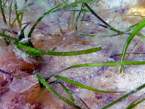 Seagrass plaice